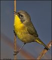 _1SB0009 immature common yellowthroat